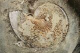 Fossil Ammonites (Hoploscaphites & Sphenodiscus) - South Dakota #189313-3